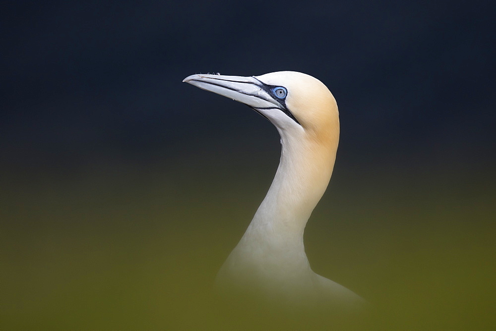 Gannet (Morus basanus) Gannet head details, Shetland, Spring