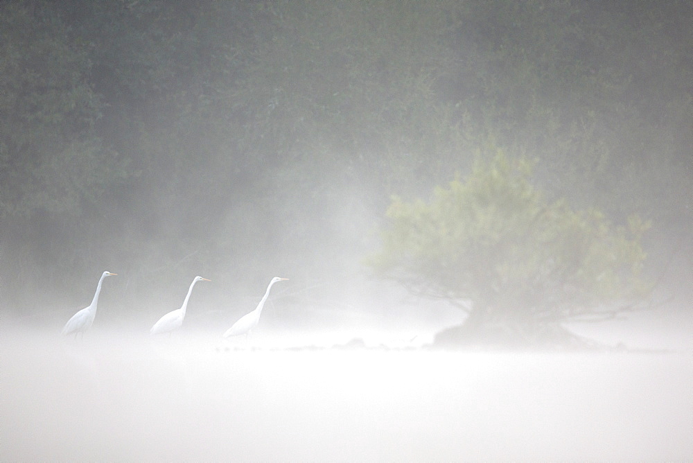 Great Egrets (Ardea alba) in the mist Grand Est, France