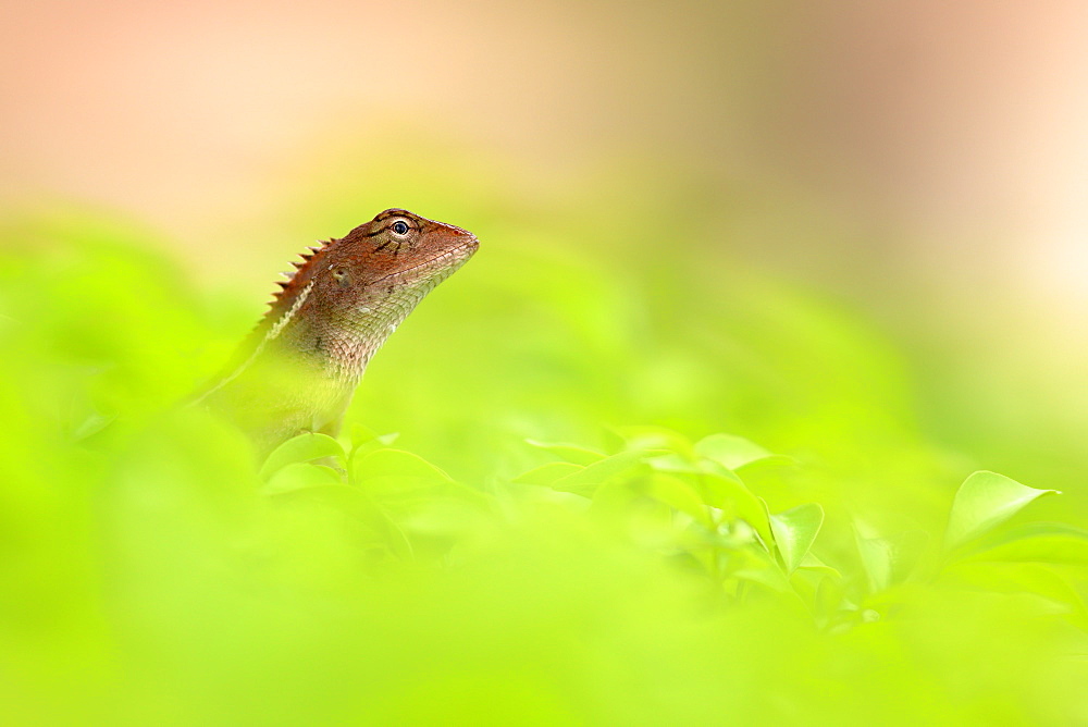 Portrait of Agame (Agamidae sp) on the lookout, Thailand