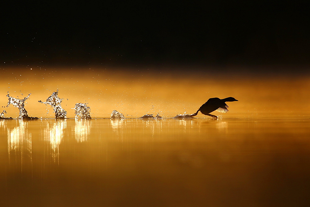 Little Grebe (Tachybaptus ruficollis) flying from the water surface at dawn, Grand Est, France