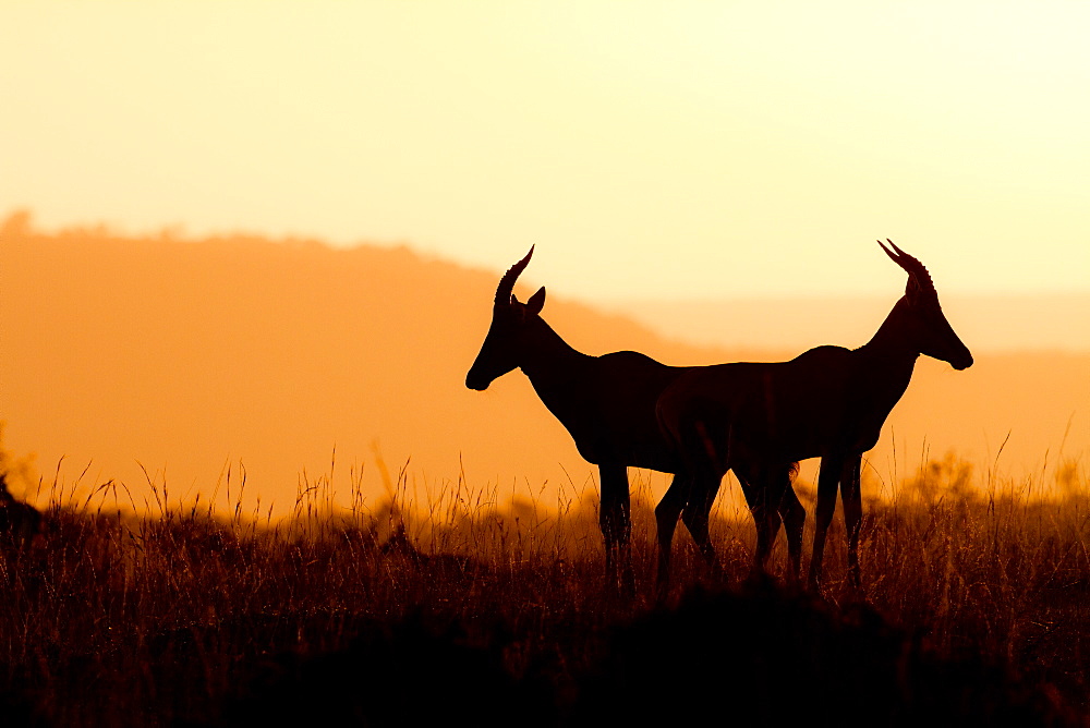 Topi antelopes (Damaliscus lunatus) against the light at sunrise, Kenya