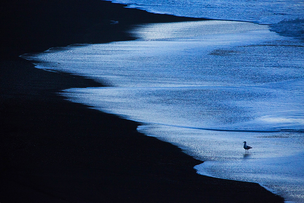 Gull (Larus sp) silhouette on black lava beach in late night, Iceland