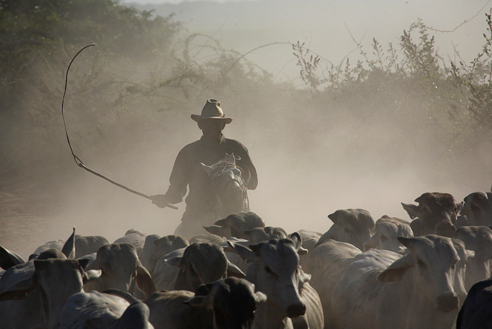 Traditional Cavaliero and his cattle in the dust, Llanos, Venezuela