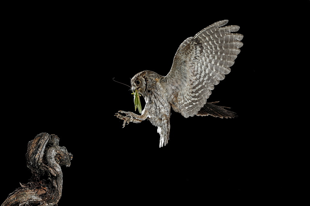 Eurasian Scops Owl (Otus scops) landing with prey at night, Spain