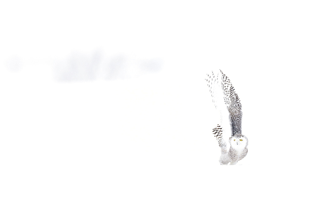 Snowy Owl (Nyctea scandiaca) in the snow, Scandinavia