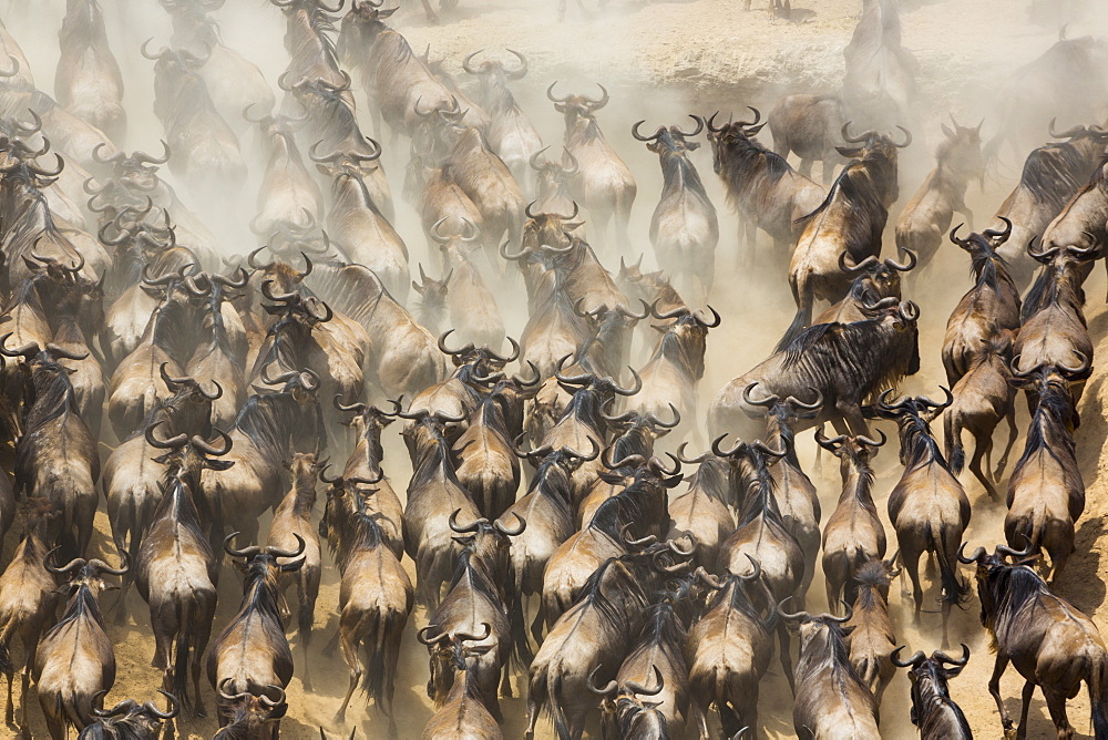 Blue Wildebeests (Connochaetes taurinus) migration, Masai Mara, Kenya
