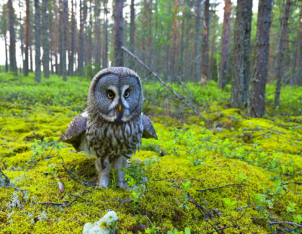 Great Gray Owl (Strix nebulosa) flooring, Finland