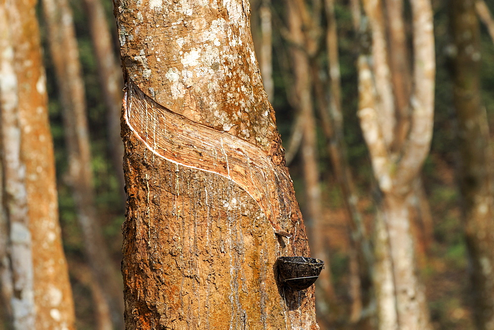 Harvesting latex from rubber trees, Tripura state, India