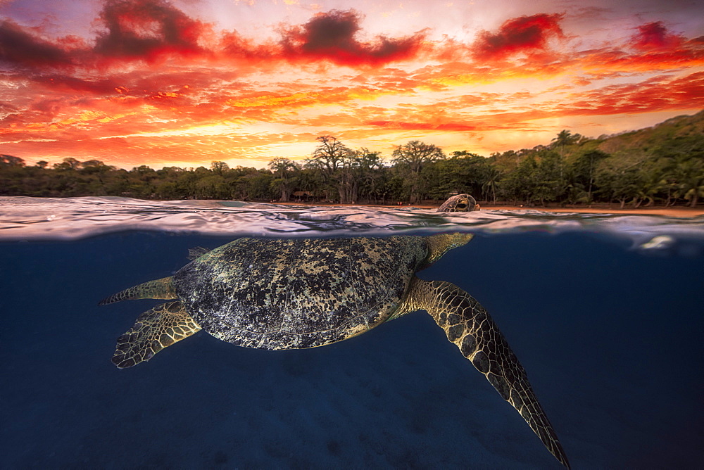 Green turtle (Chelonia mydas) swimming at the surface at dusk, Indian Ocean, N'Gouja Bay, Mayotte