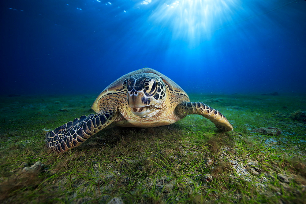 Green turtle (Chelonia mydas) on the bottom, Indian Ocean, N'Gouja Bay, Mayotte