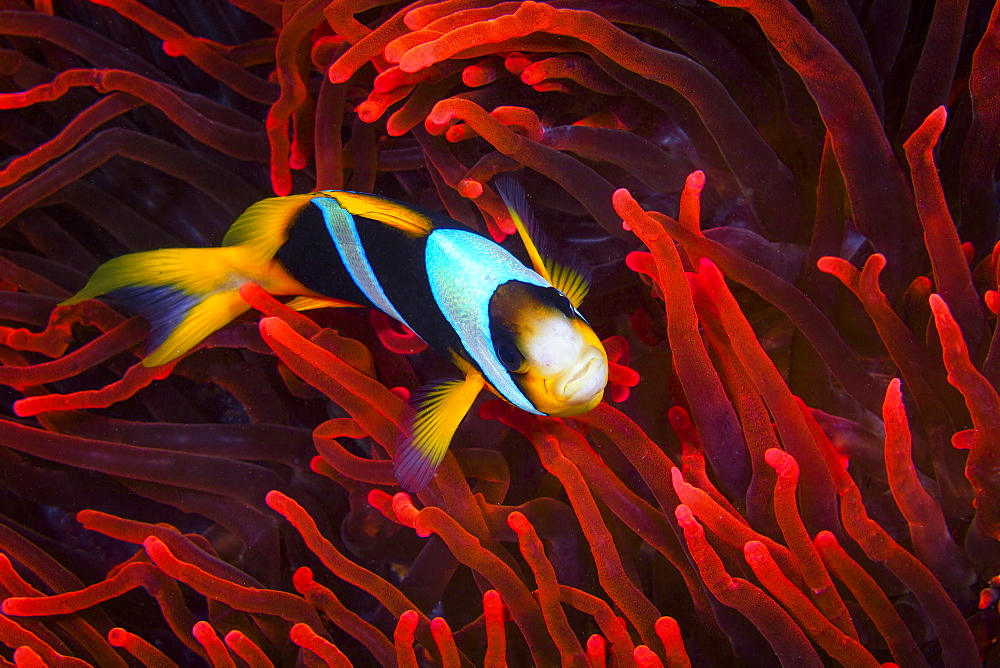 Mauritius clownfish (Amphiprion chrysogaster) in a red sea anemone, Mayotte, Indian Ocean