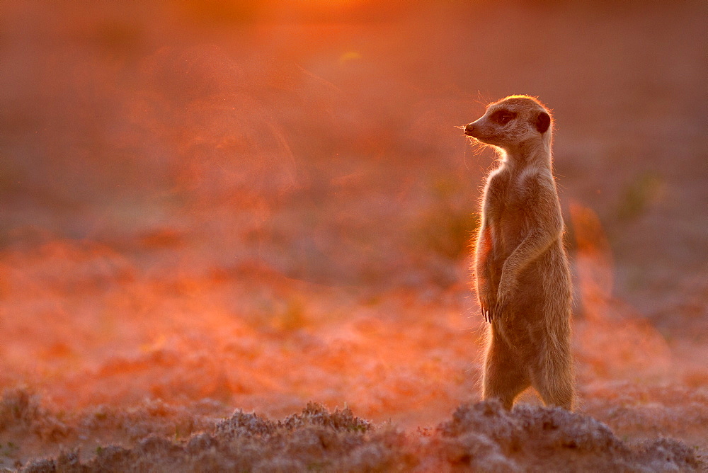 Meerkat looks up from digging to check for predators