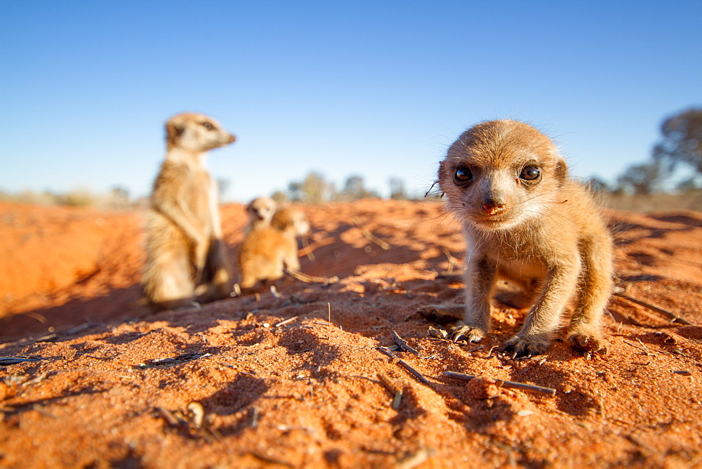 Meerkat pup with the babysitter in the background.