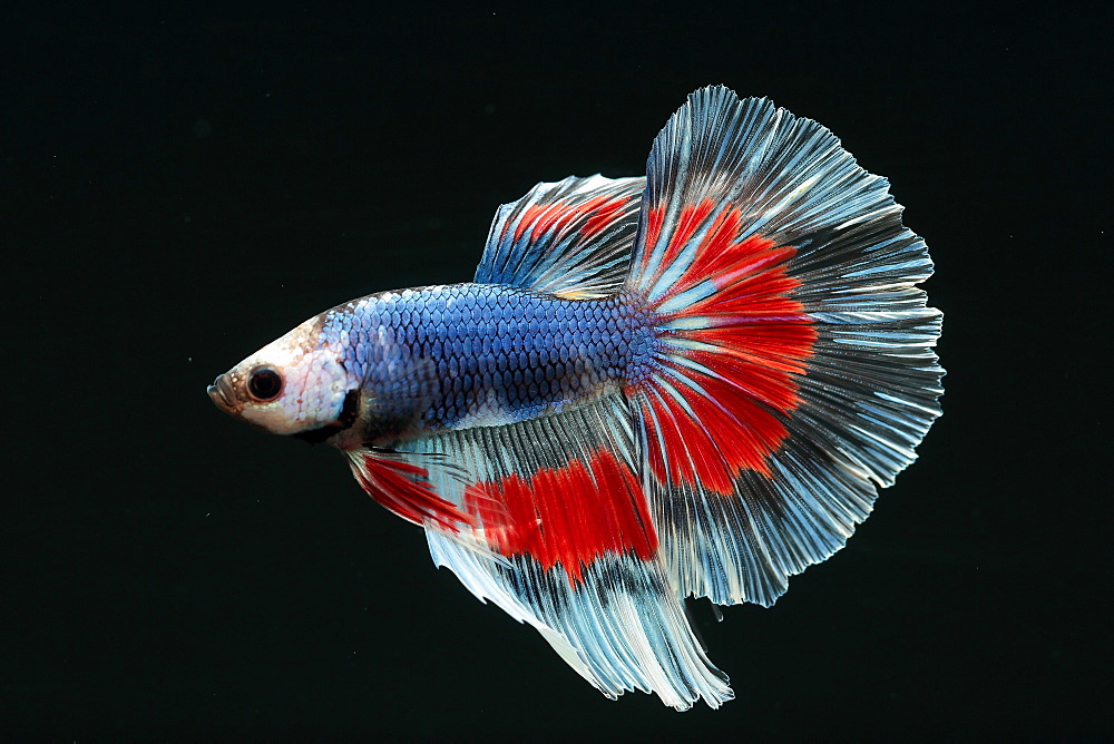 (Betta splendens), male on black background. half moon butterfly variety