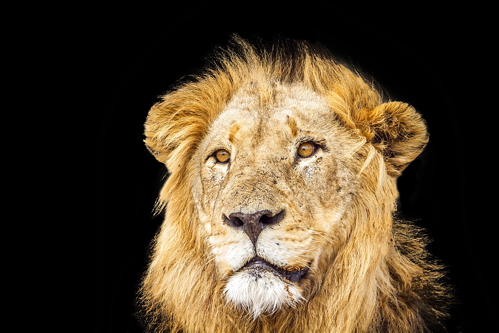 Lion in Kruger National park