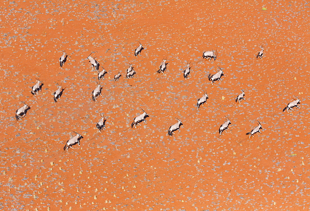 Gemsbok or gemsbuck (Oryx gazella), Namib Desert, Namibia, Africa