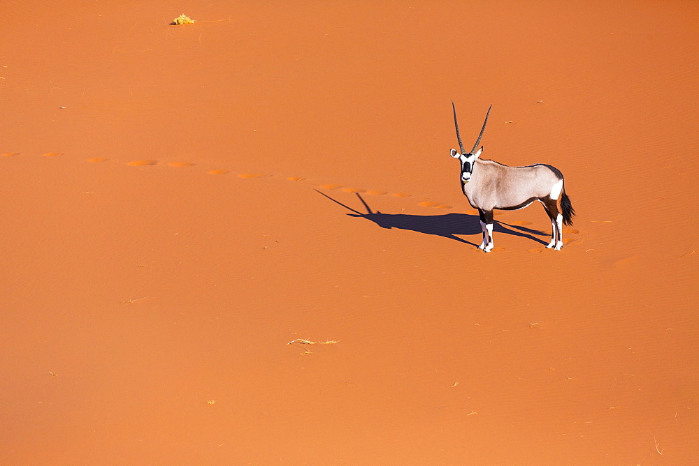 Gemsbok or gemsbuck (Oryx gazella), Namib Desert, Namibia, Africa