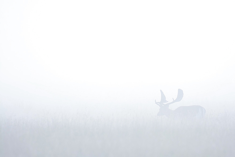 Fallow Deer (Cervus dama) on misty morning, Hesse, Germany, Europe