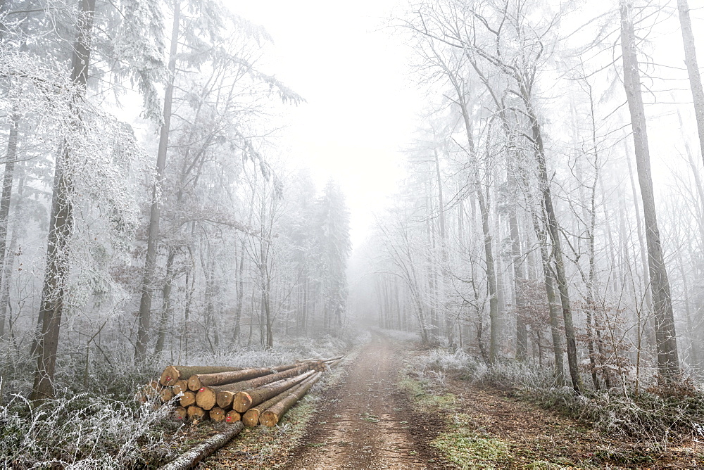 Frosted trees on a forest path in winter, Moselle, France