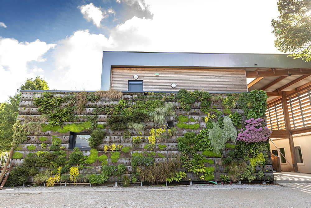Green wall on a building, summer, Pas de Calais, France