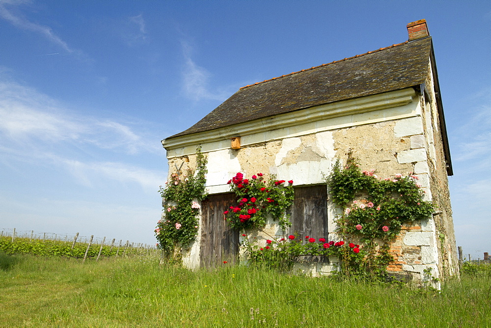 Rose (Rosa sp) on a small house surrounded by vineyards, Brissac-Quince, Maine-et-Loire, France