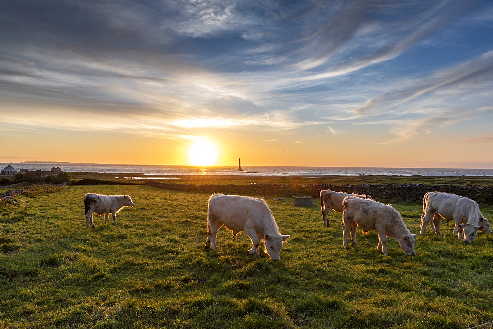 Charolais oxen in a meadow facing Goury lighthouse, Auderville, Manche, Normandy, France