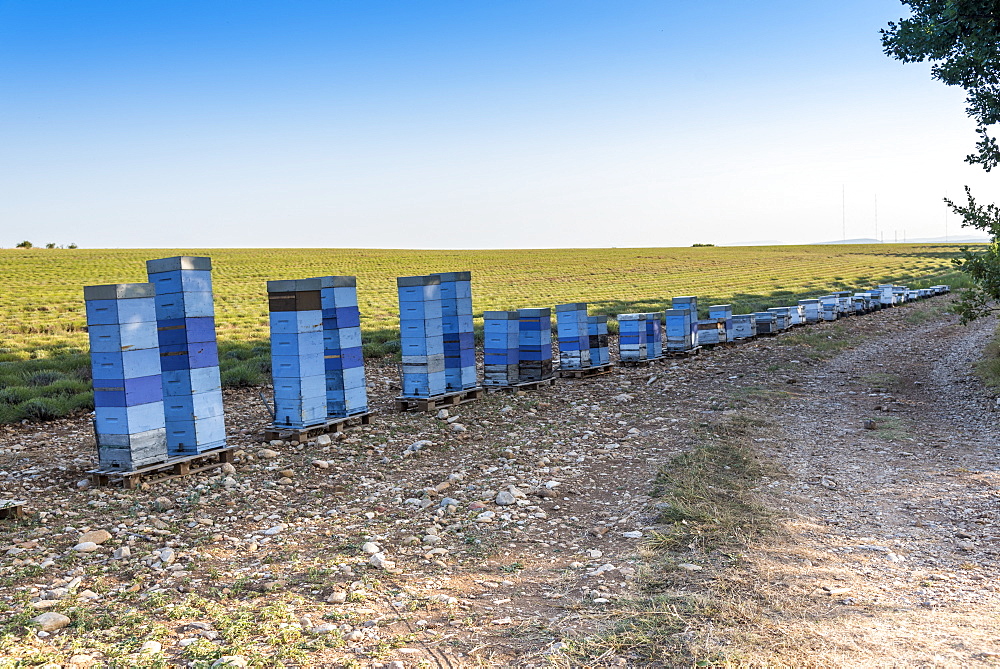 Beehives in front of a lavender field in Moustiers-Sainte-Marie, Provence, France