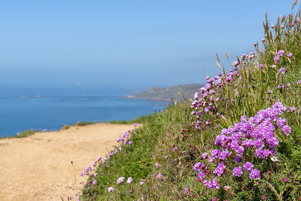 Thrift seapink (Armeria maritima) on the edge of a cliff, Printemps, Manche, Normandy, France.