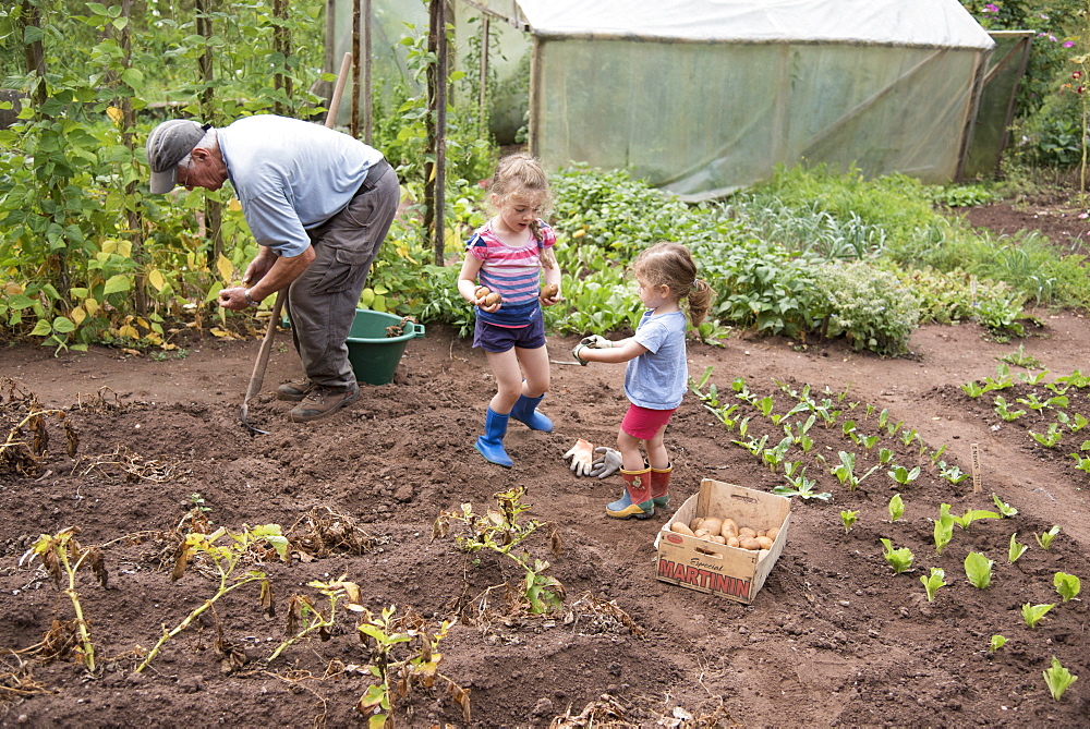 Grandfather harvesting potatoes with his little girls, summer, Moselle, France