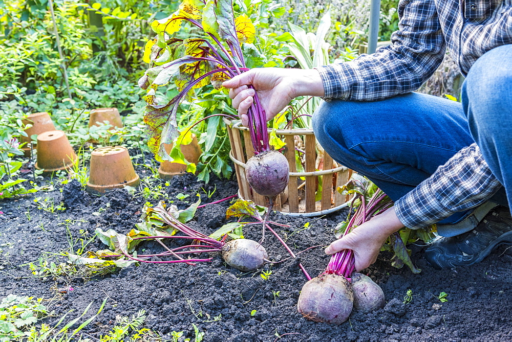 Harvest of red beets in a kitchen garden, Autumn, Pas-de-Calais, France