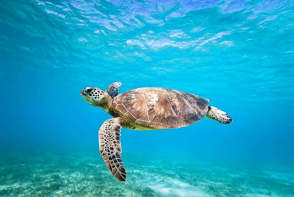 Green turtle (Chelonia mydas) swimming in the lagoon. South lagoon. New Caledonia.