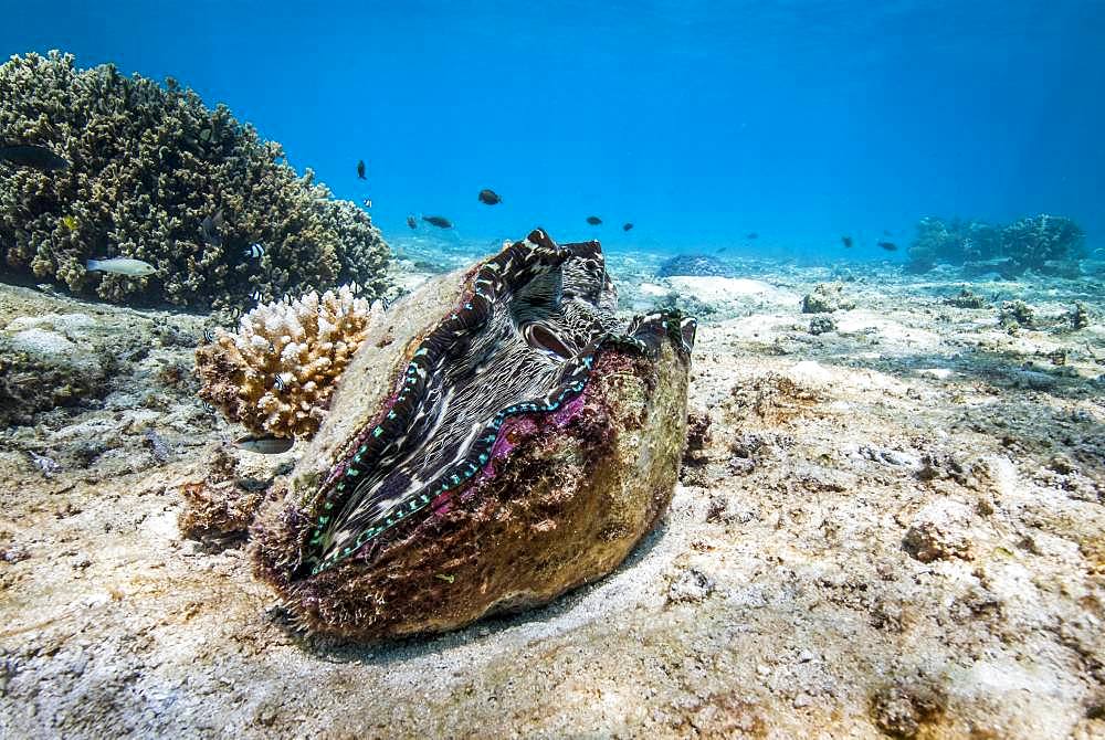 Bear paw Clam (Hippopus hippopus) on detrital background. Rare in some areas of the lagoon due to overfishing. New Caledonia.