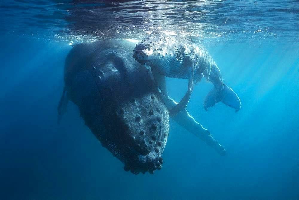Humpback whale (Megaptera novaeangliae) and its young resting near the shore in the Mayotte lagoon.