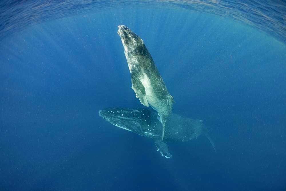 Humpback whale (Megaptera novaeangliae) and calf, Tonga Island, Vava'u, Pacific Ocean