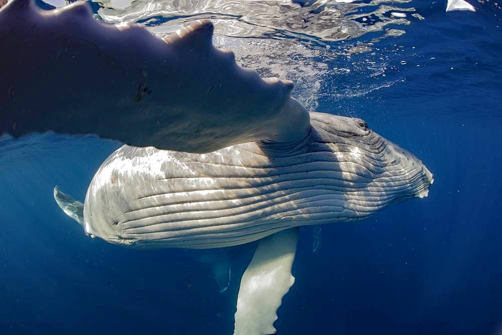 Humpback whale (Megaptera novaeangliae) Calf playing with photographer, Tonga Island, Vava'u, Pacific Ocean