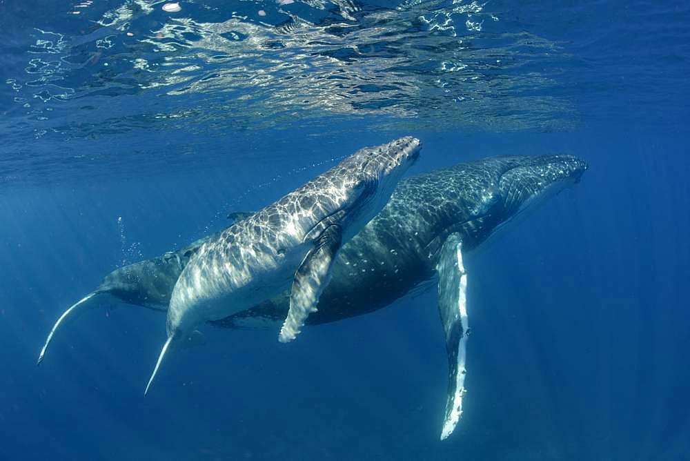 Humpback whale (Megaptera novaeangliae) and calf, Tonga Island, Vava'u, Pacific Ocean