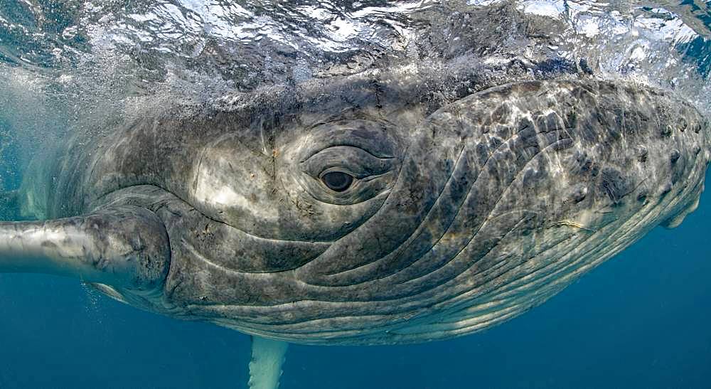 Humpback whale (Megaptera novaeangliae) Calf playing with photographer, Tonga Island, Vava'u, Pacific Ocean