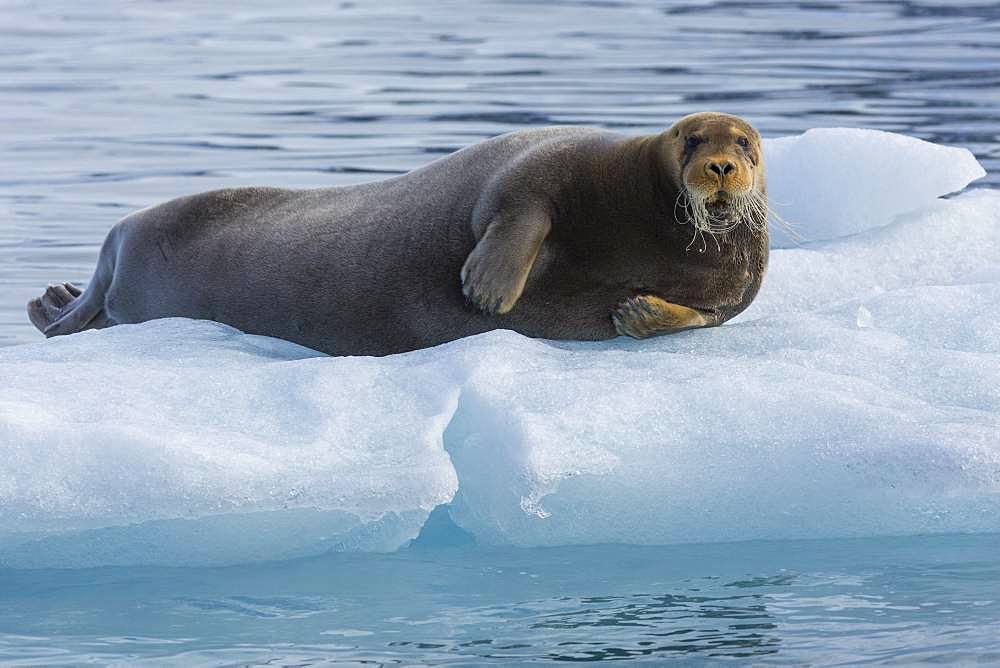 Bearded seal (Erignathus barbatus) on a piece of ice, Fuglefjord, Spitzberg, Svalbard.