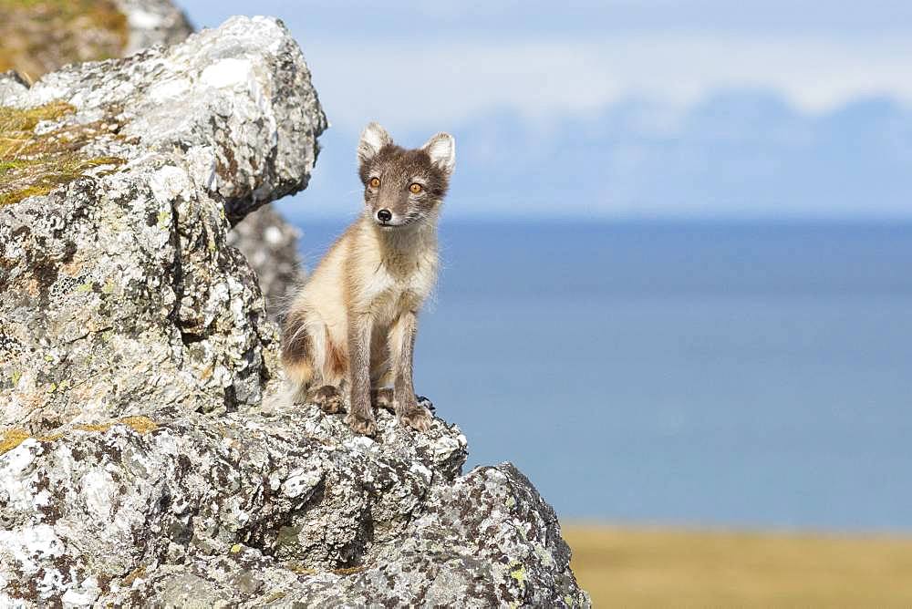 Arctic fox (Vulpes lagopus), Spitzbergen, Svalbard.