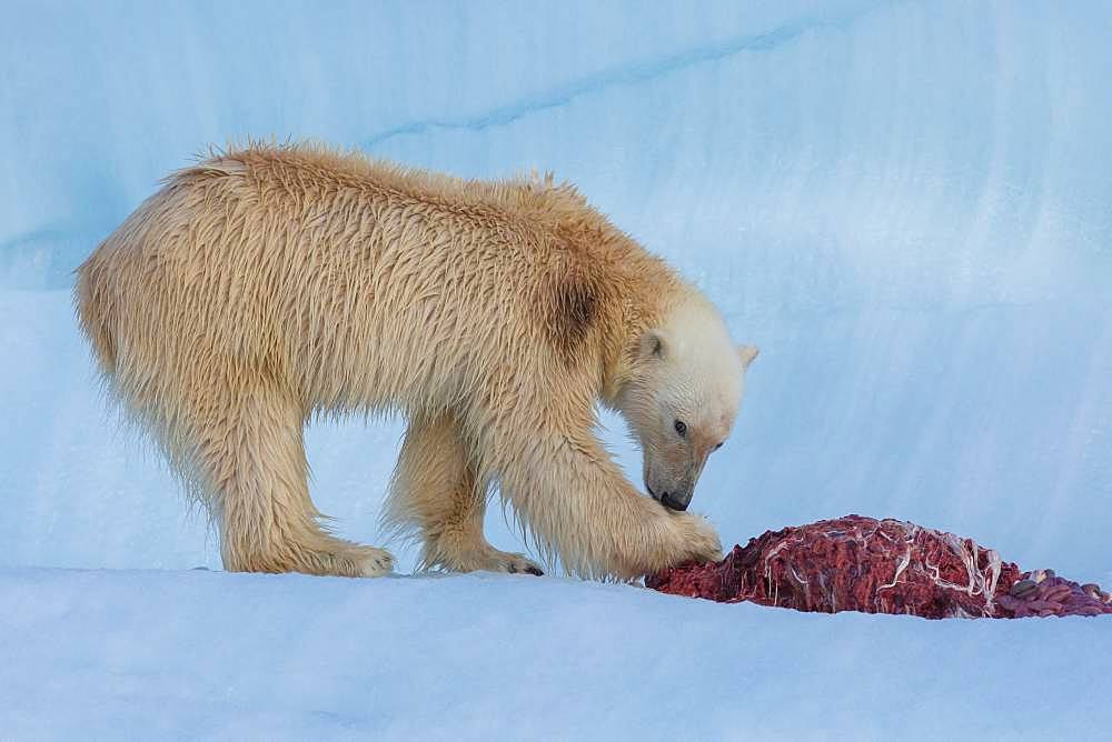 Polar bear (Ursus maritimus) eating a seal on an iceberg, Wahlenbergfjord, Nordaustlandet, Spitzberg, Svalbard.