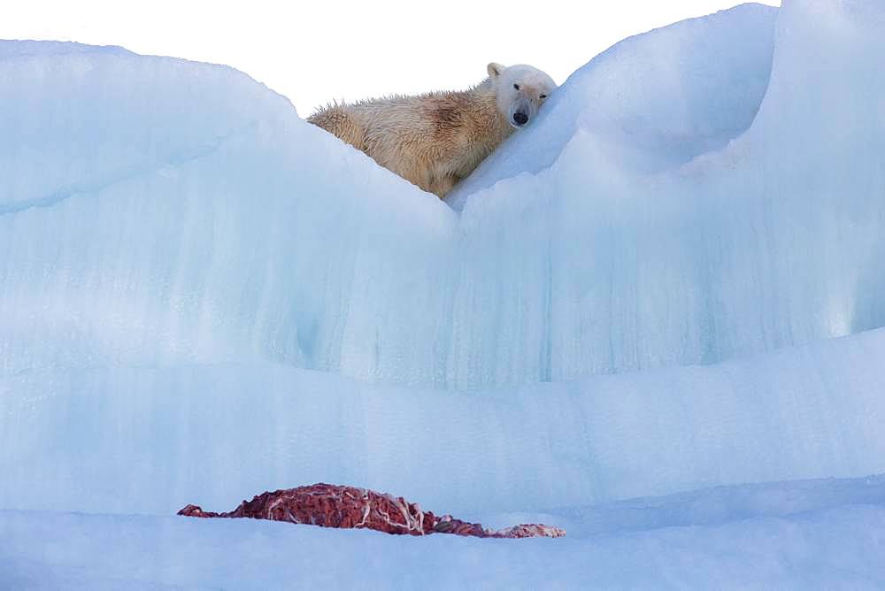 Polar bear (Ursus maritimus) with seal carcass on an iceberg, Wahlenbergfjord, Nordaustlandet, Spitzberg, Svalbard.