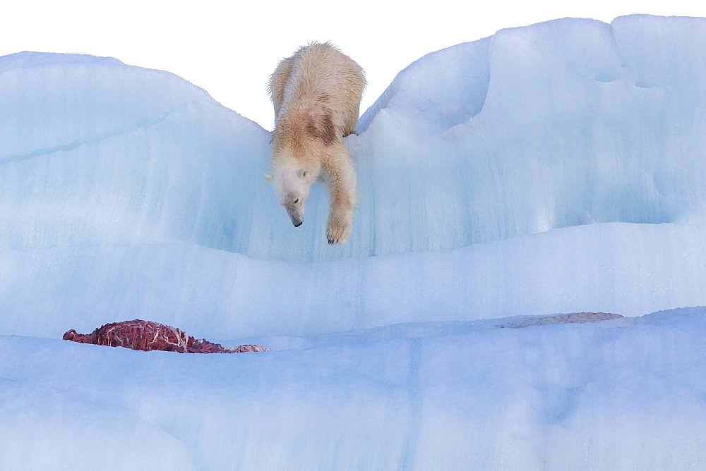 Polar bear (Ursus maritimus) with seal carcass on an iceberg, Wahlenbergfjord, Nordaustlandet, Spitzberg, Svalbard.