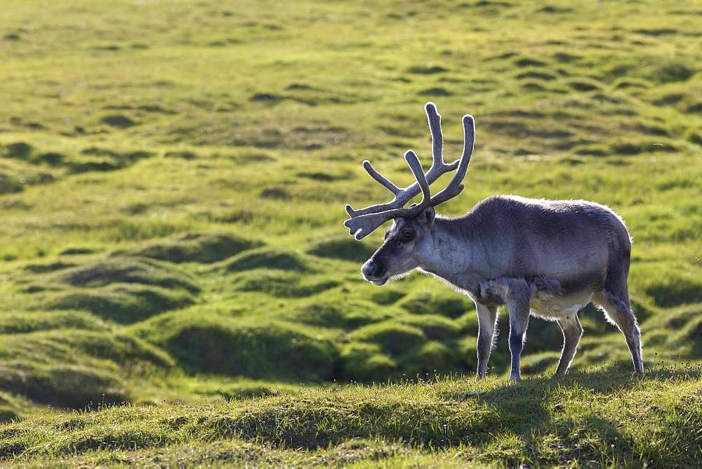 Svalbard reindeer (Rangifer tarandus platyrhynchus) in tundra, Spitsbergen