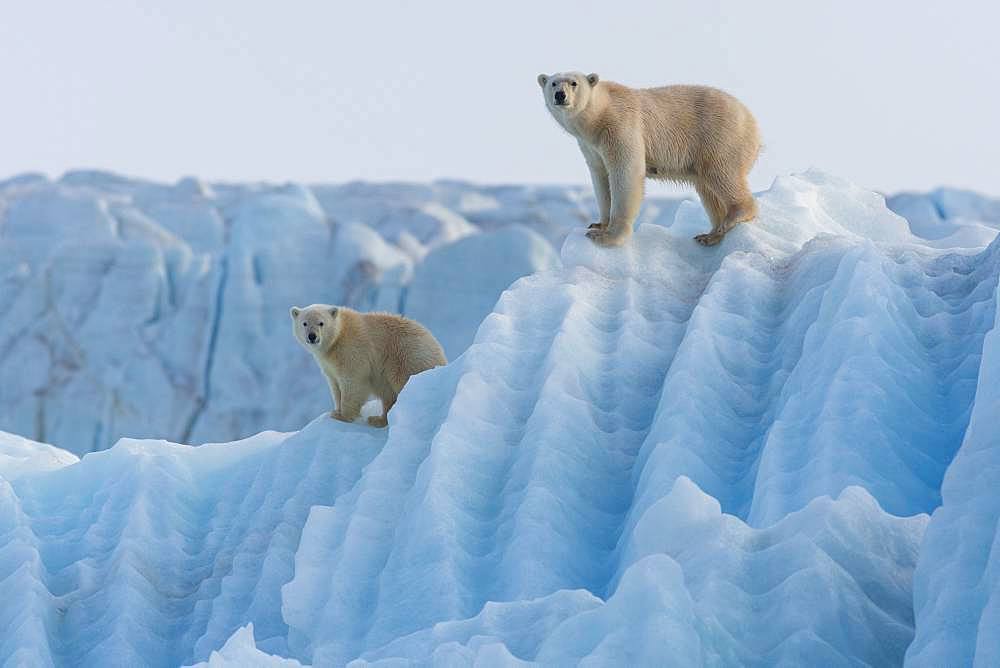 Polar bear (Ursus maritimus) female and cub on an iceberg, Wahlenbergfjord, Nordaustlandet, Spitzberg, Svalbard.