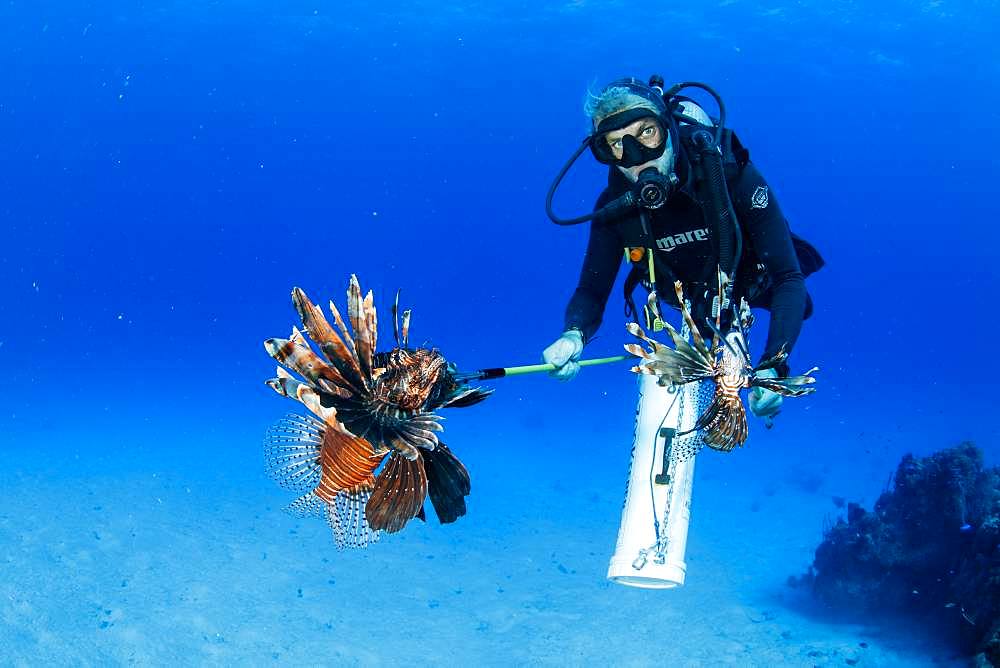 Scuba diver hunting the Invasive lionfish, alien species (Pterois volitans) caught to feed the crocodiles, Chinchorro Banks (Biosphere Reserve), Quintana Roo, Mexico