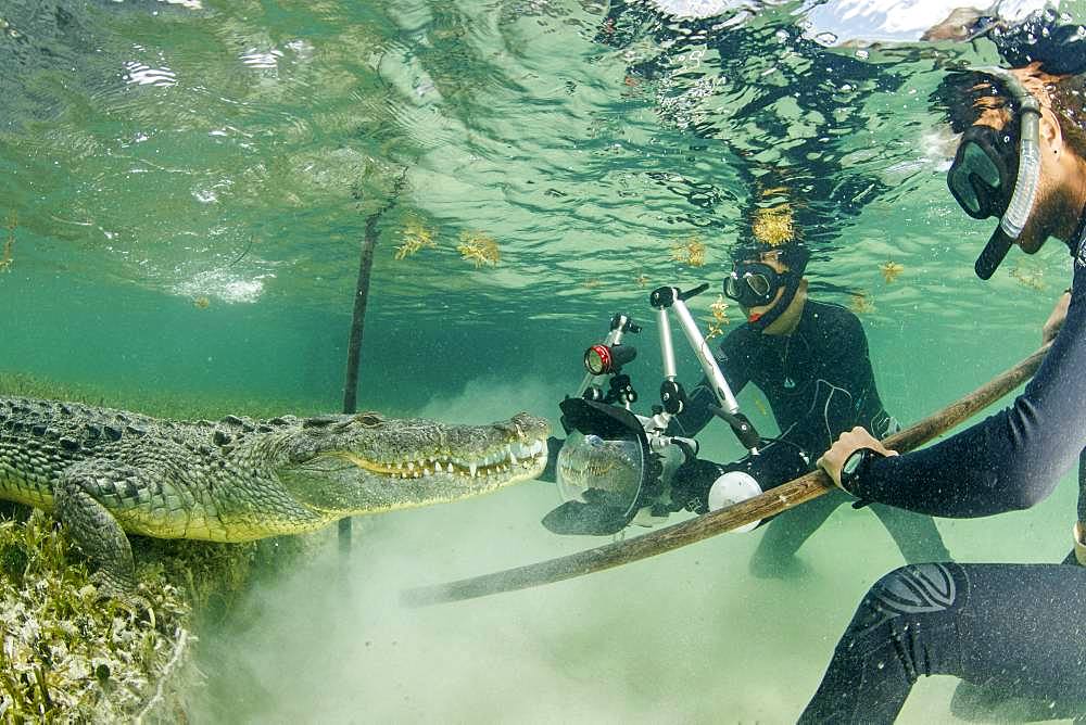 Free diver taking pictures of an American crocodile (Crocodylus acutus), Chinchorro Banks (Biosphere Reserve), Quintana Roo, Mexico