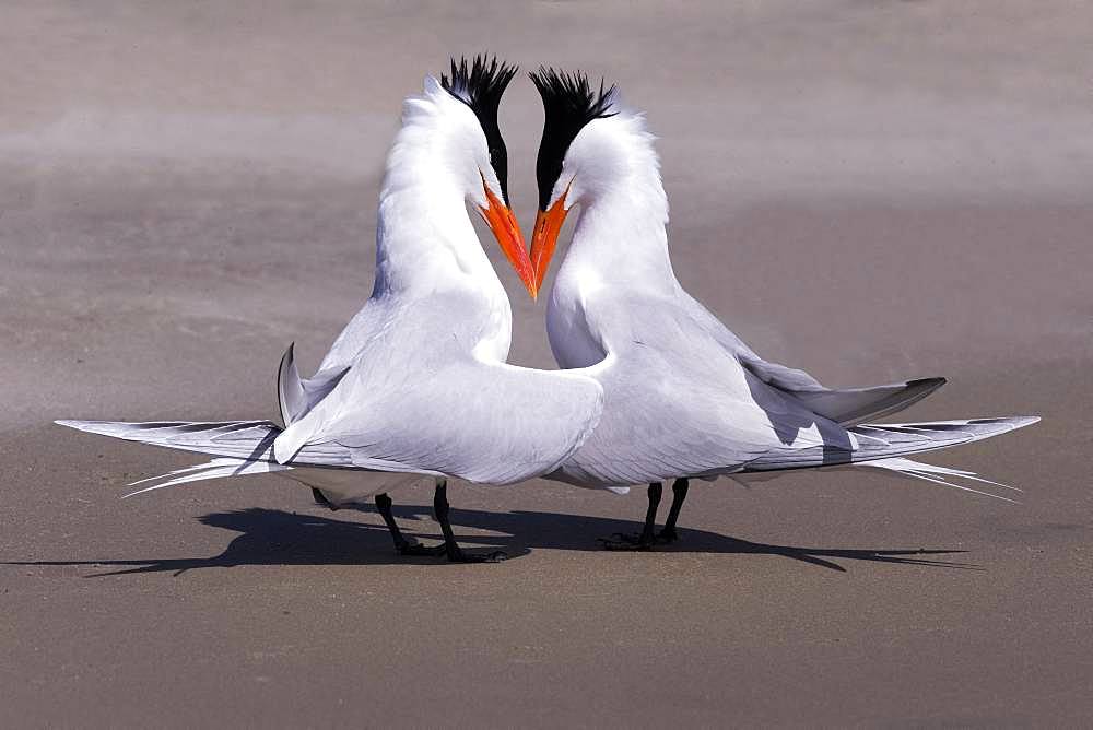 Royal tern (Thalasseus maximus), Courtship ritual, Magdalena Bay (Madelaine Bay), Puerto San Carlos, Baja California Sur, Mexico