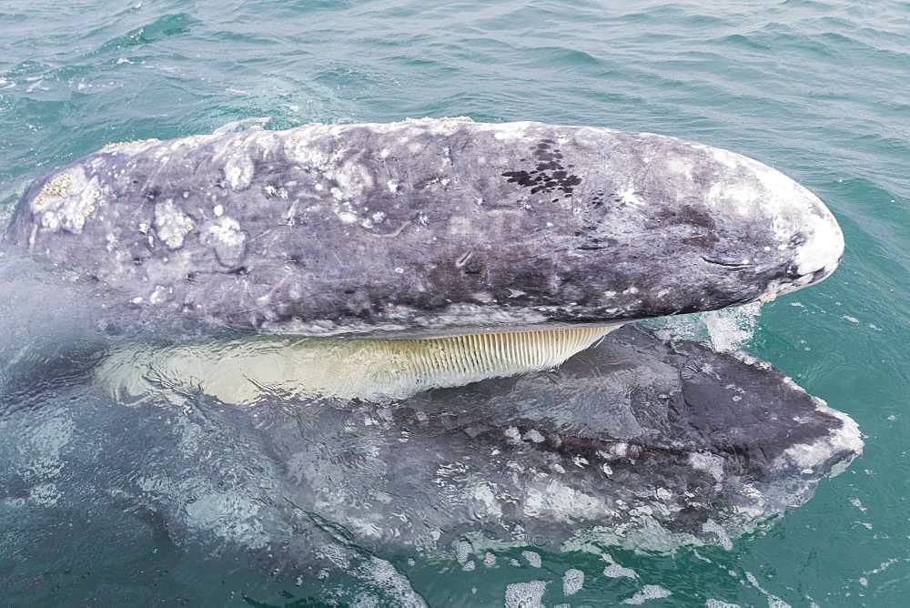 Gray Whale (Eschrichtius robustus), adult, mouth open behind the boat, Ojo de Liebre Lagoon (formerly known as Scammon's Lagoon), Guerrero Negro, Baja California Sur, Mexico