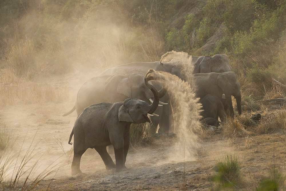 Asian or Asiatic elephant (Elephas maximus), dust bath, Jim Corbett National Park, Uttarakhand, India