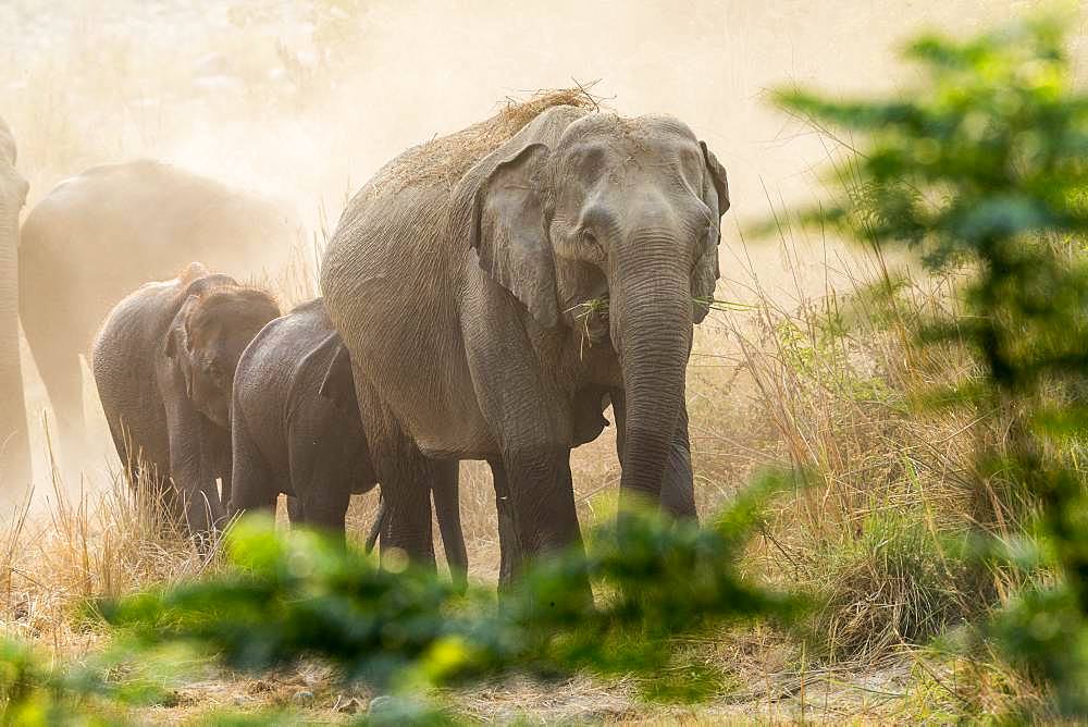 Asian or Asiatic elephant (Elephas maximus), dust bath, Jim Corbett National Park, Uttarakhand, India